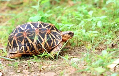 Indische Sternschildkröte