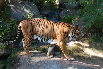 Indochinesischer Tiger