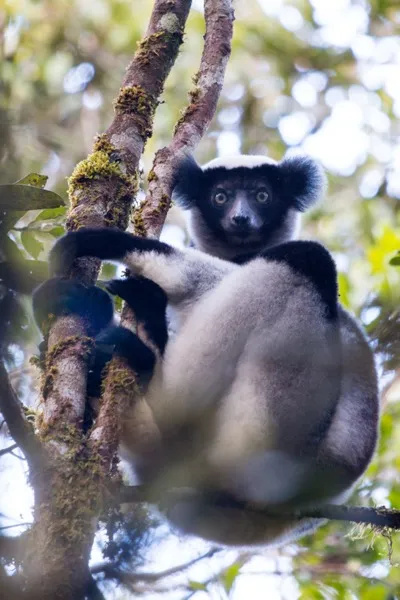 Indri