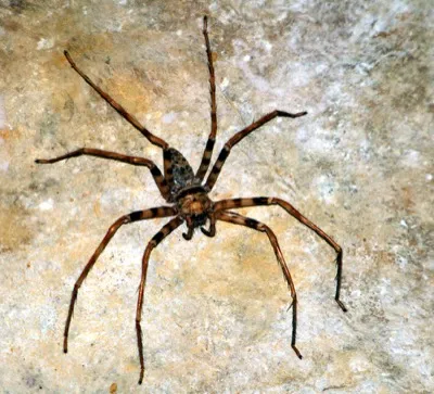 Jagdspinne