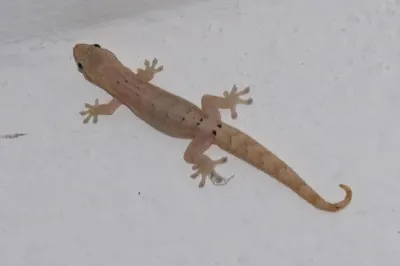 Jungferngecko
