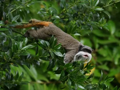 Kaiserschnurrbarttamarin