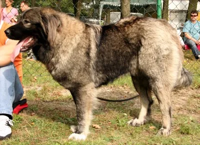 Kaukasischer Owtascharka