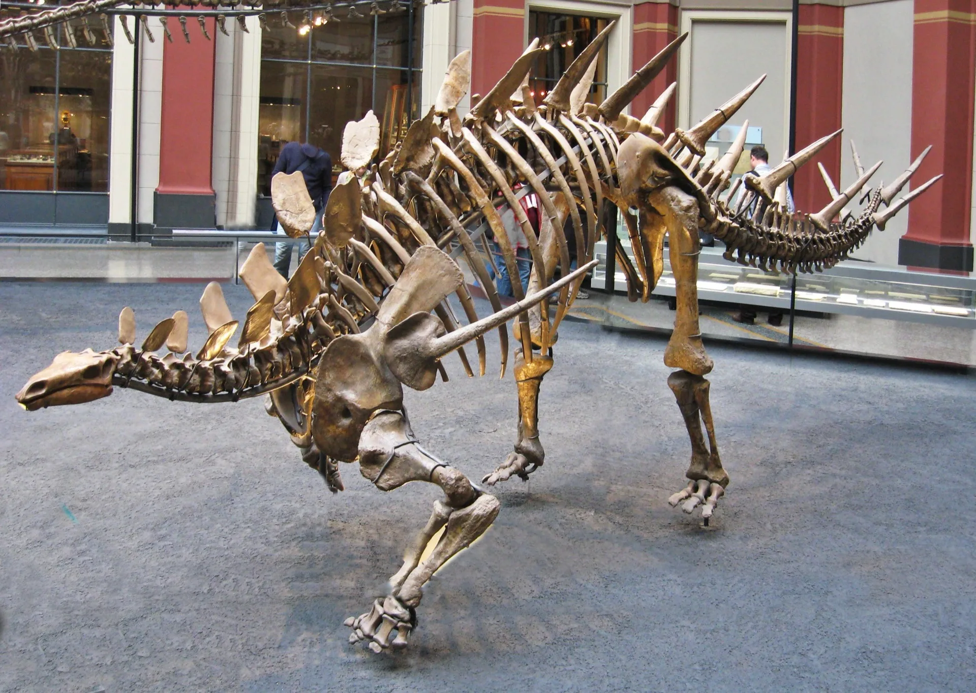 Kentosaurus