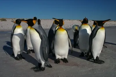 Königspinguin