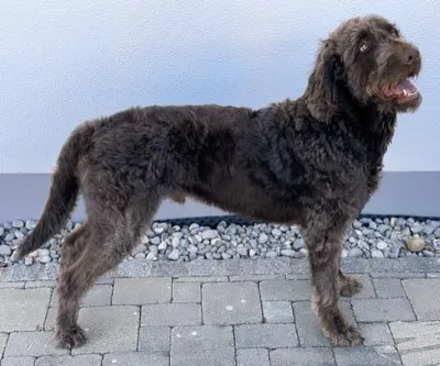 Labradoodle