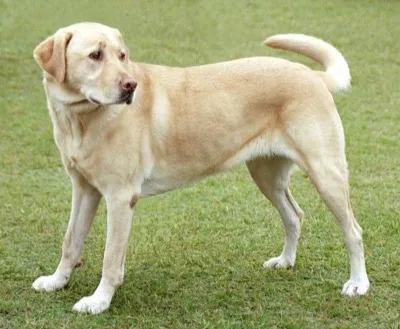 Labrador-Retriever