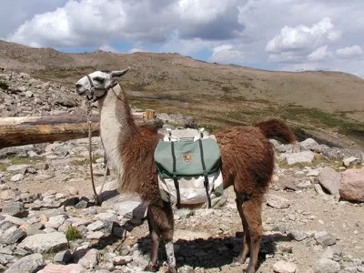 Lama