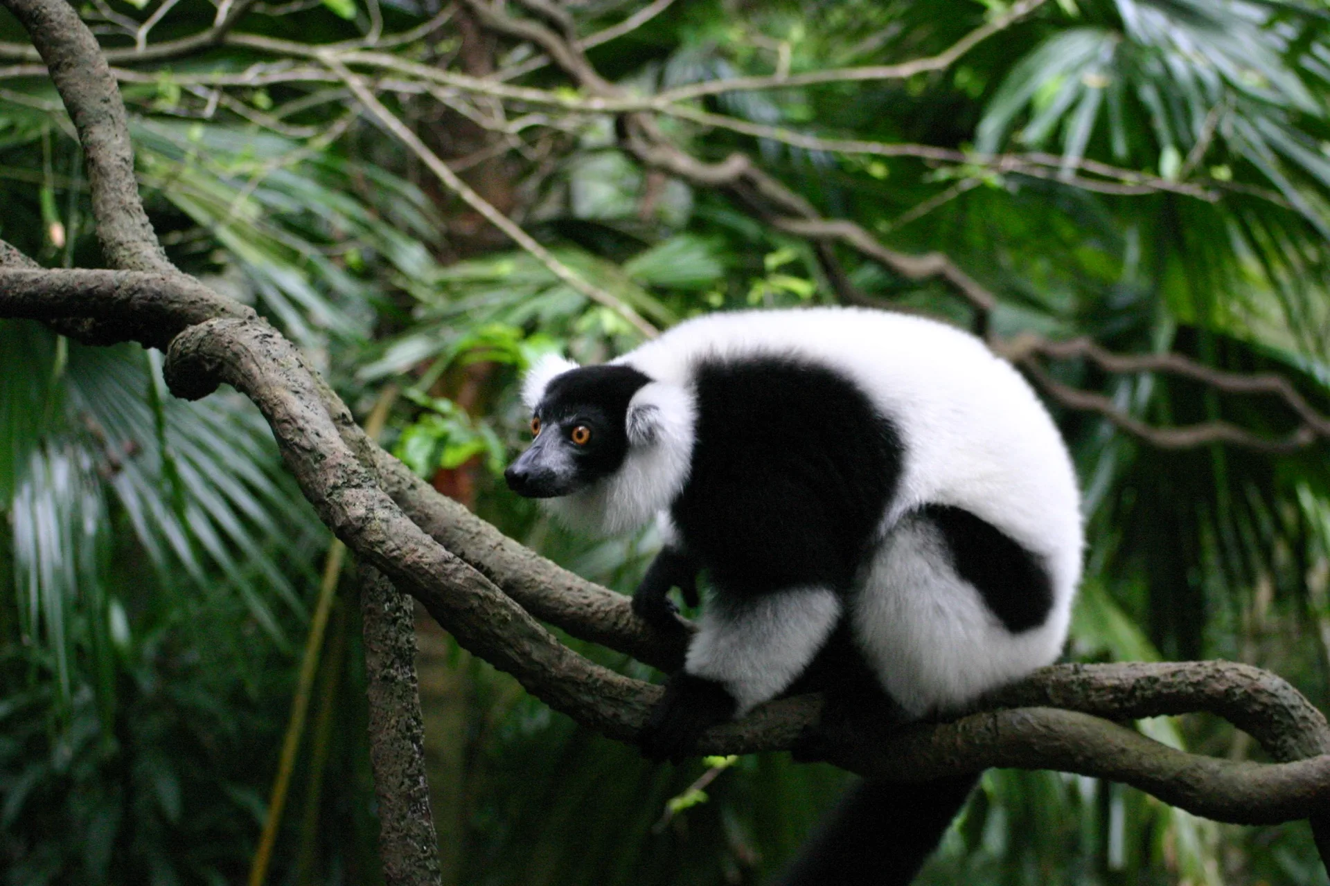 Lemur