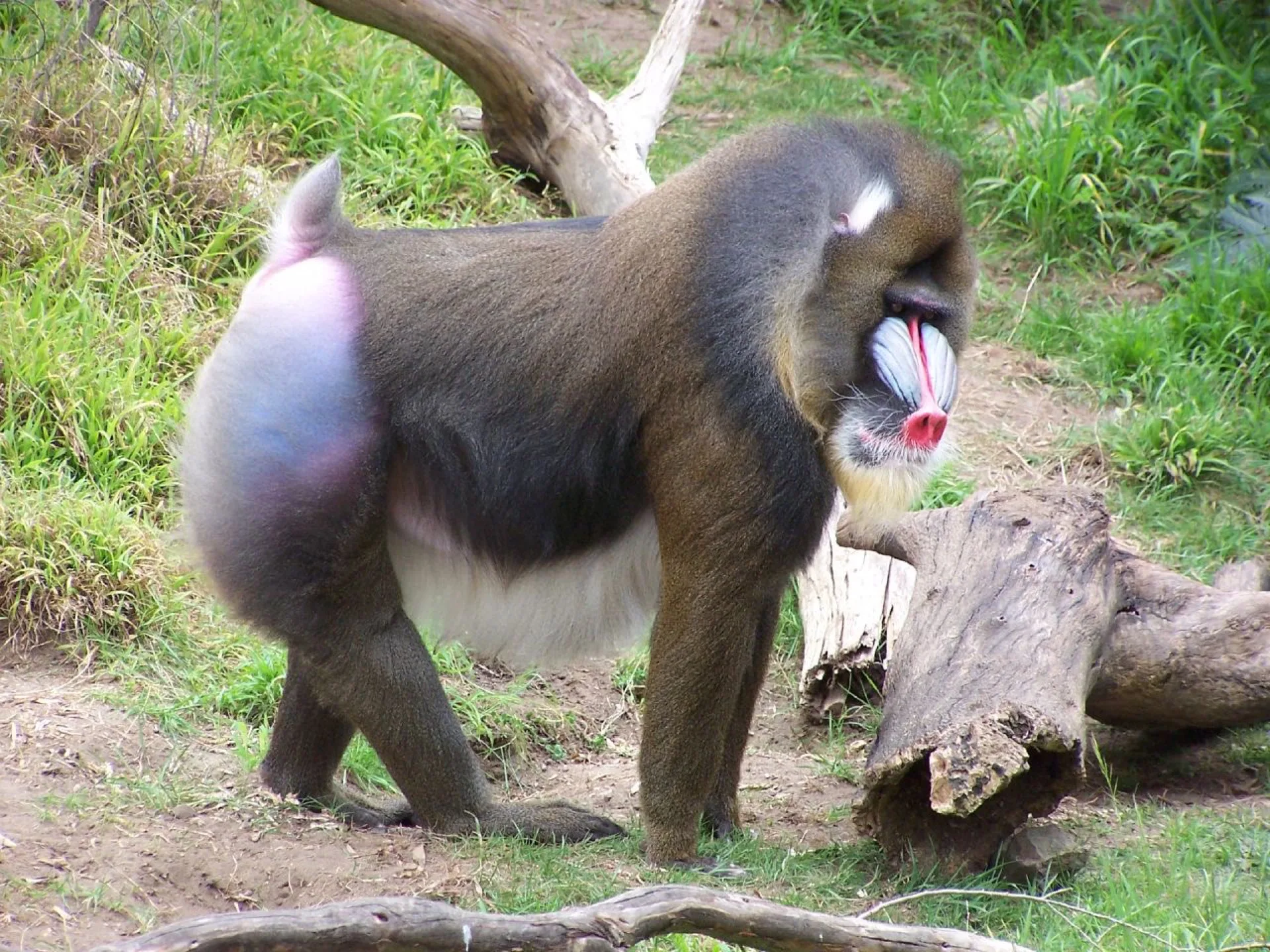 Mandrill
