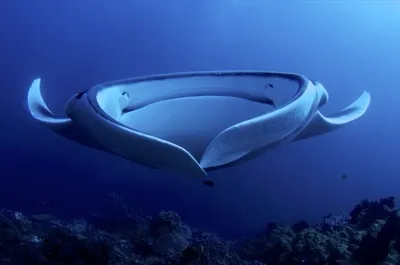 Mantarochen