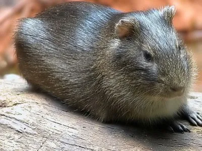 Meerschweinchen