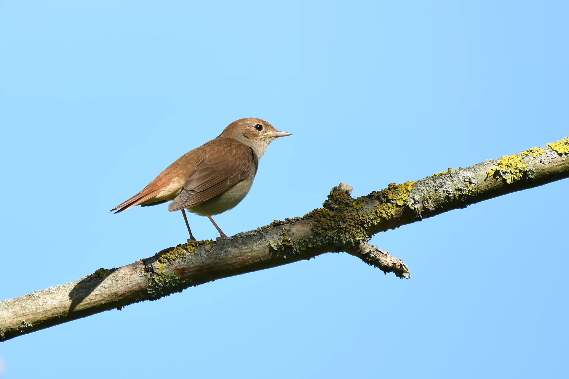 Nachtigall mit braunem Rücken, hellem Bauch und rostrotem Schwanz sitzt auf einem mit Flechten bewachsenen Ast vor blauem Himmel