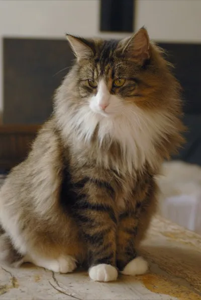 Norwegische Waldkatze