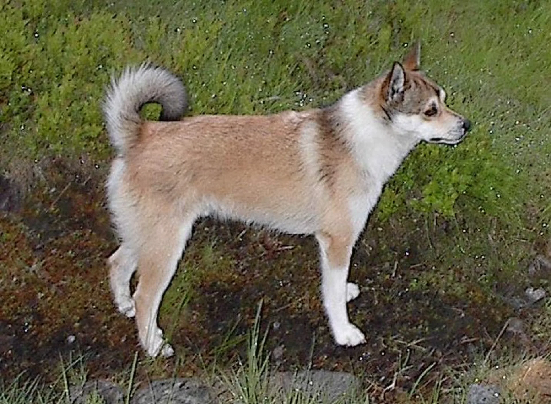 Norwegischer Lundehund
