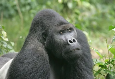 Östlicher Flachlandgorilla