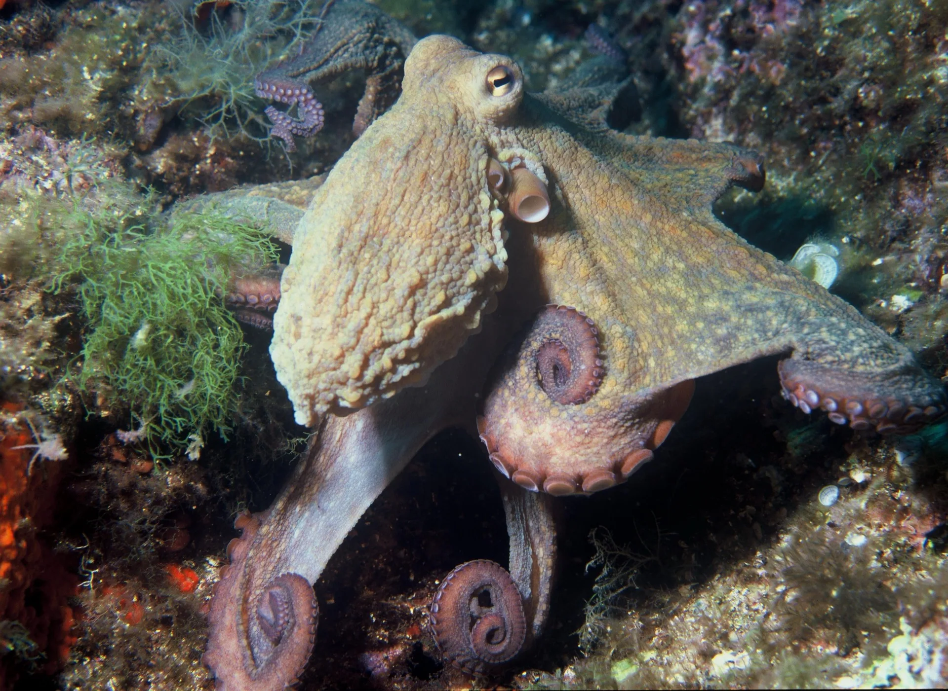 Oktopus (Kraken)