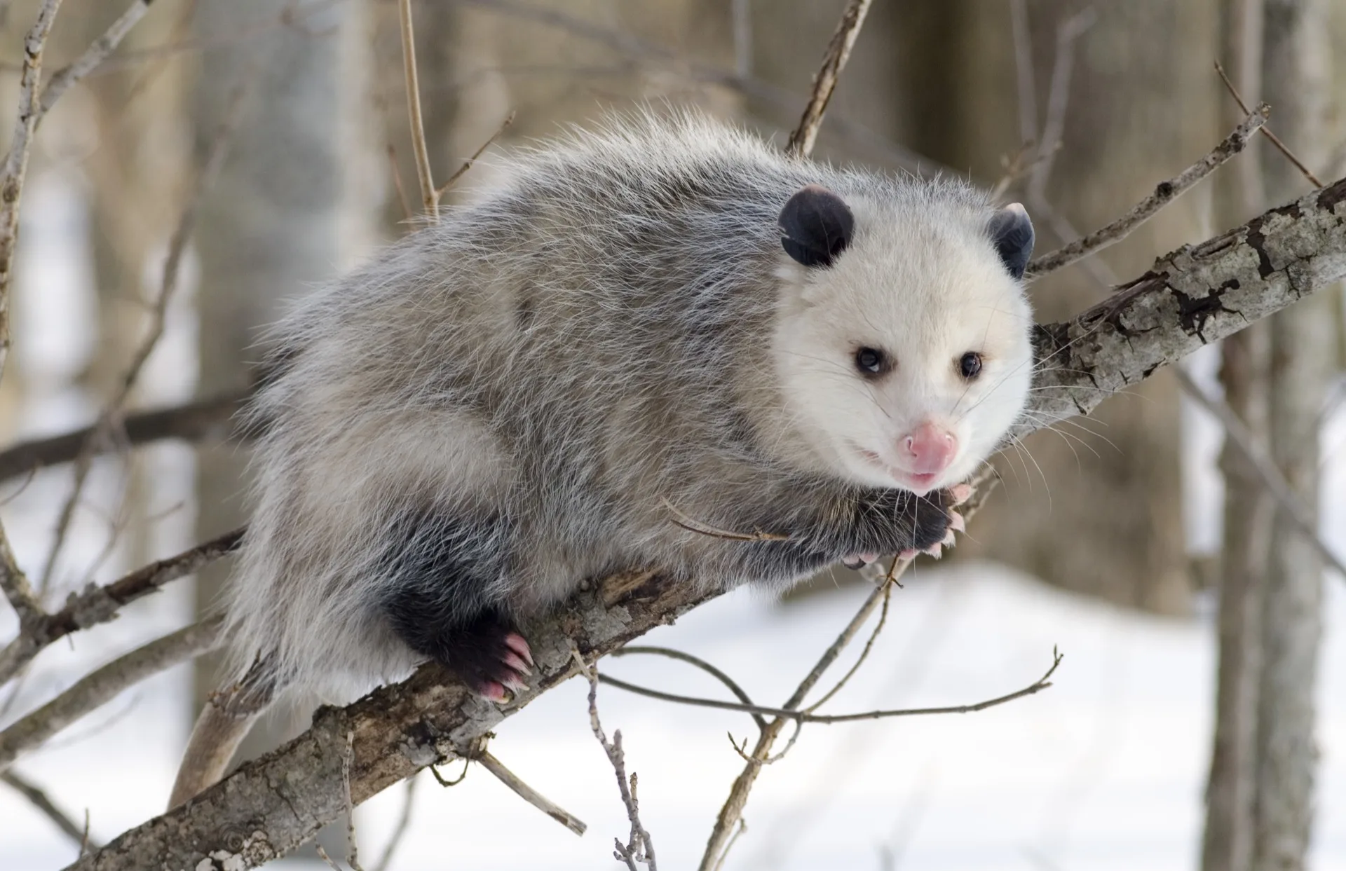 Opossum