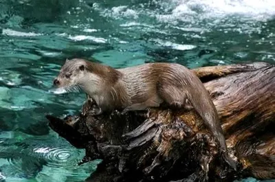 Otter