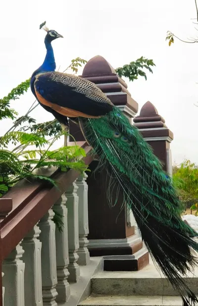 Pfau