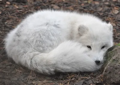Polarfuchs