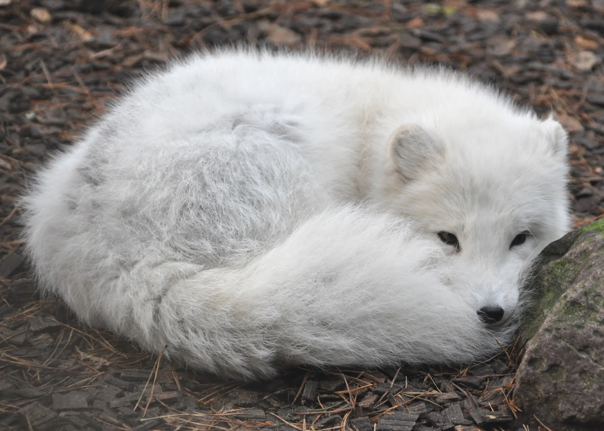 Polarfuchs