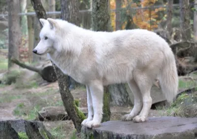 Polarwolf