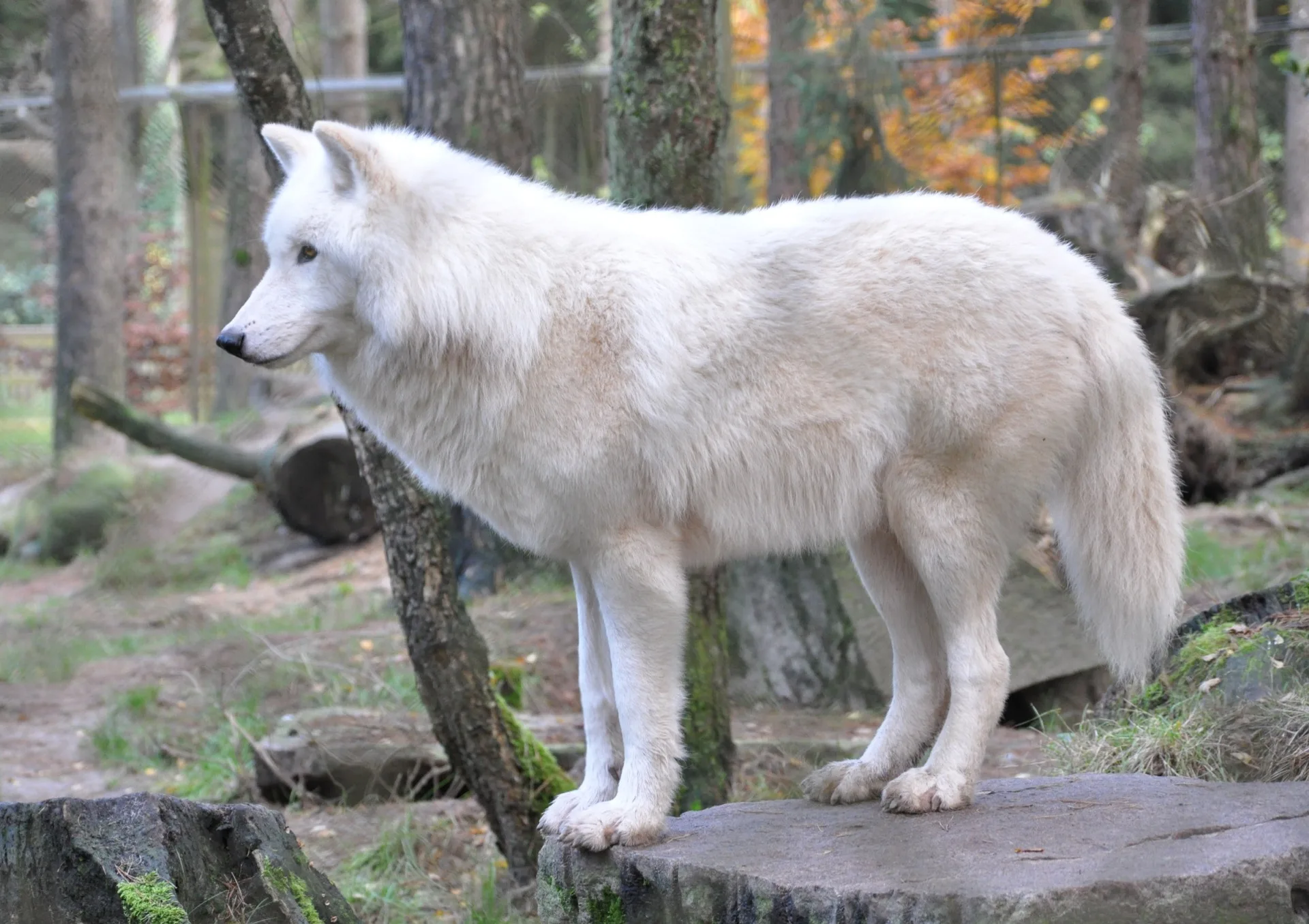 Polarwolf