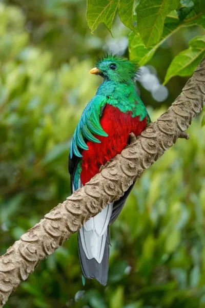 Quetzal
