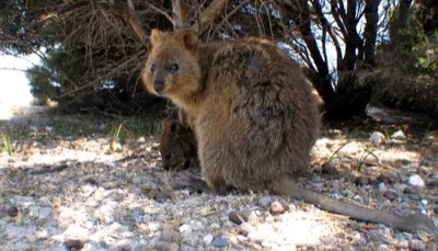 Quokka
