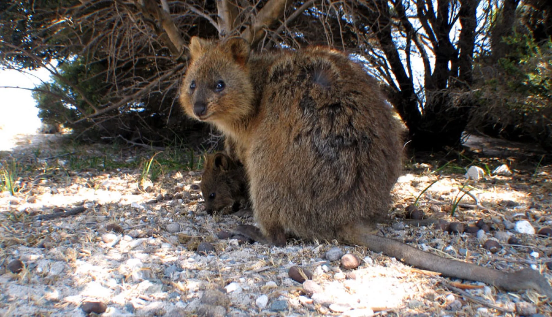Quokka