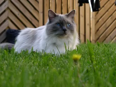 Ragdoll-Katze