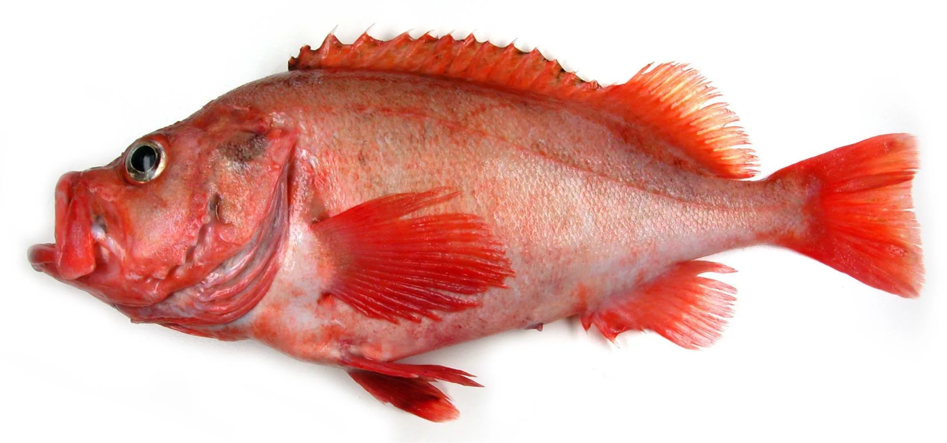 Rotbarsch