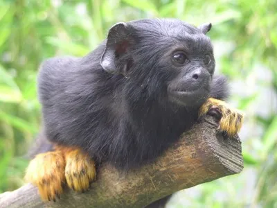 Rothandtamarin