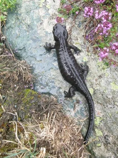 Salamander