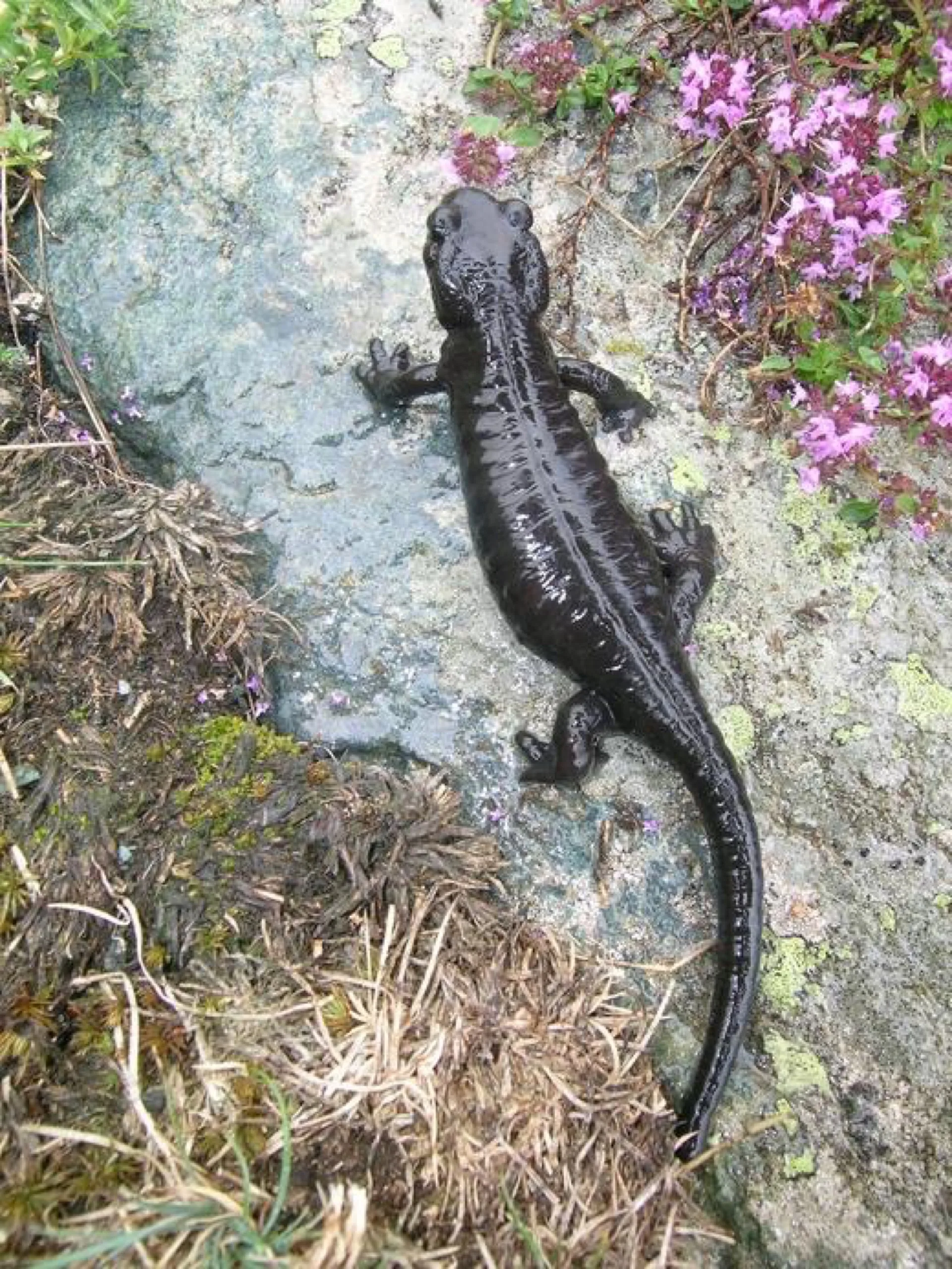 Salamander