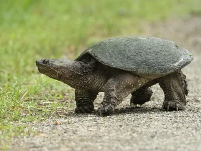 Schnappschildkröte