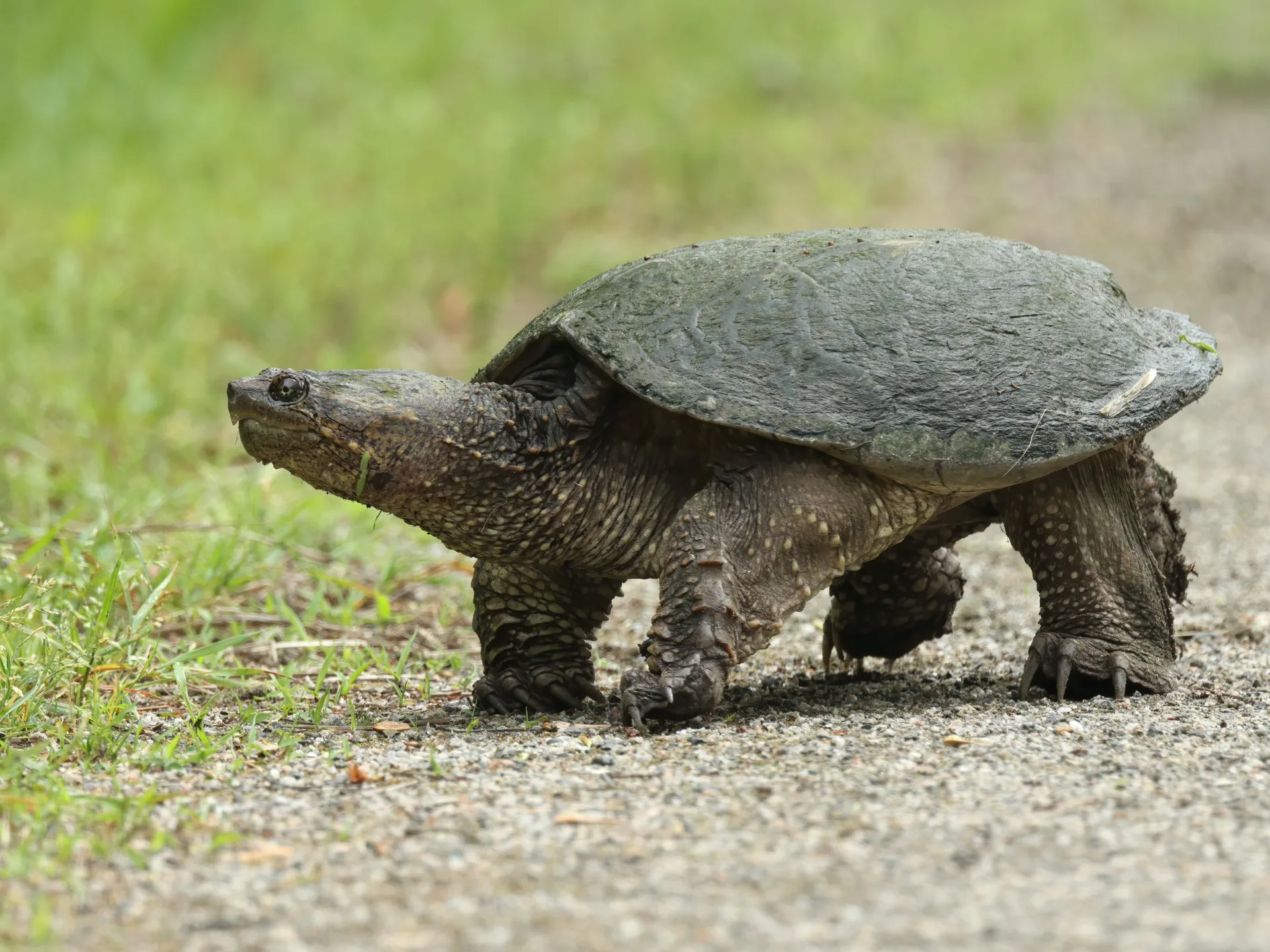 Schnappschildkröte