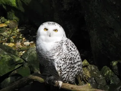 Schneeeule