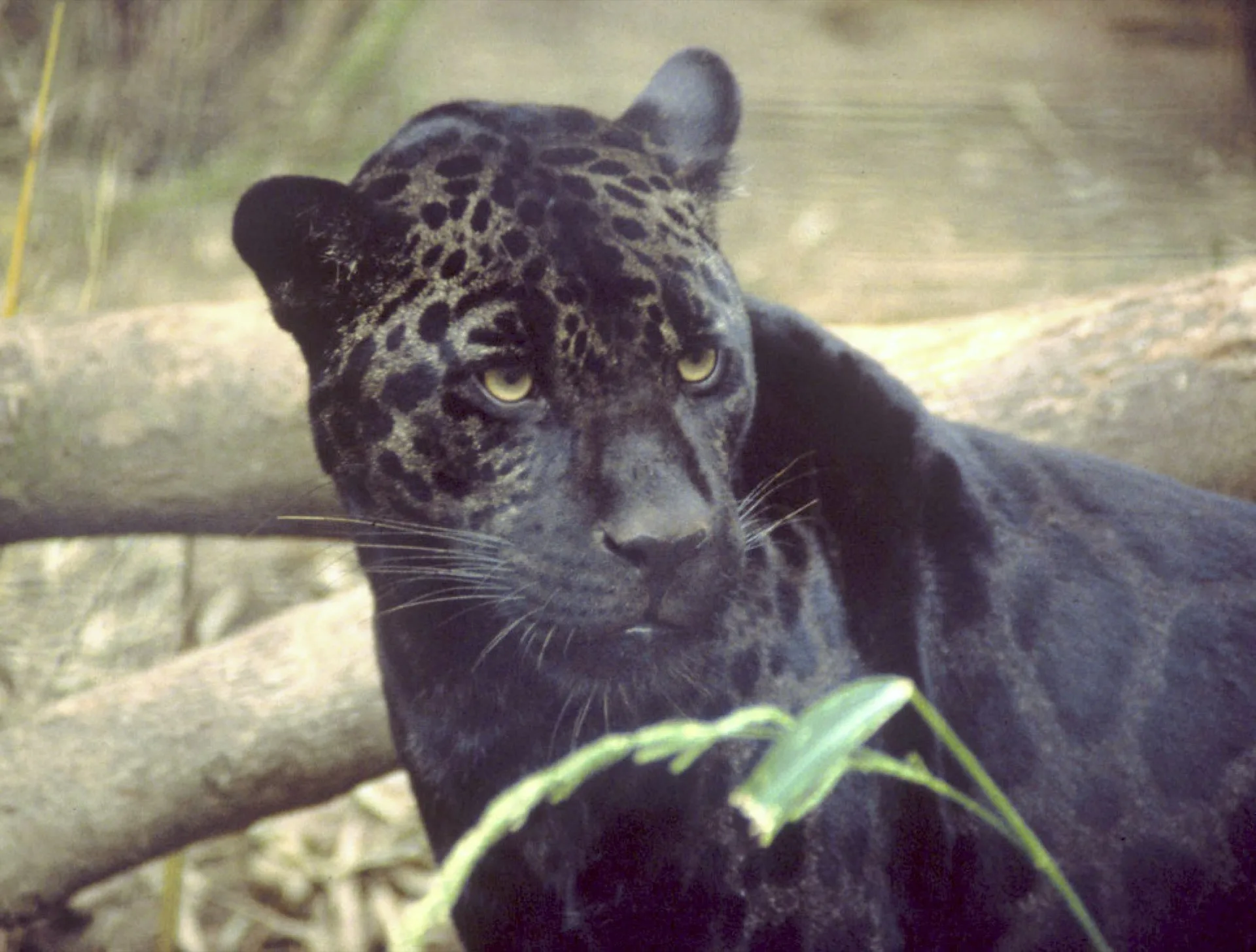 Schwarzer Panther