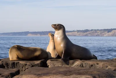 Seelöwe