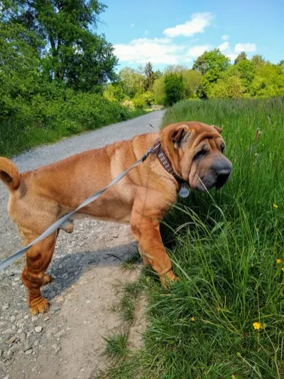 Shar-Pei