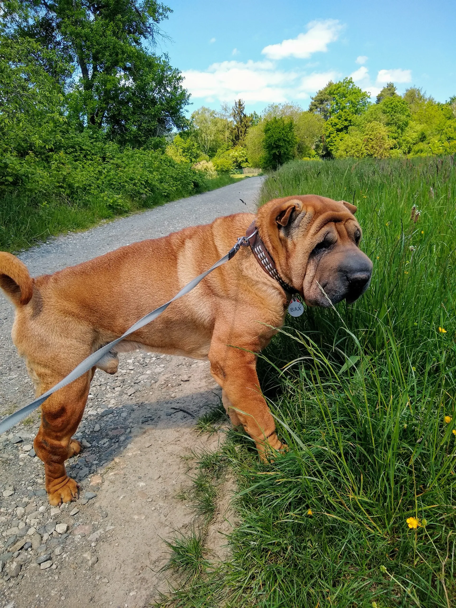 Shar-Pei
