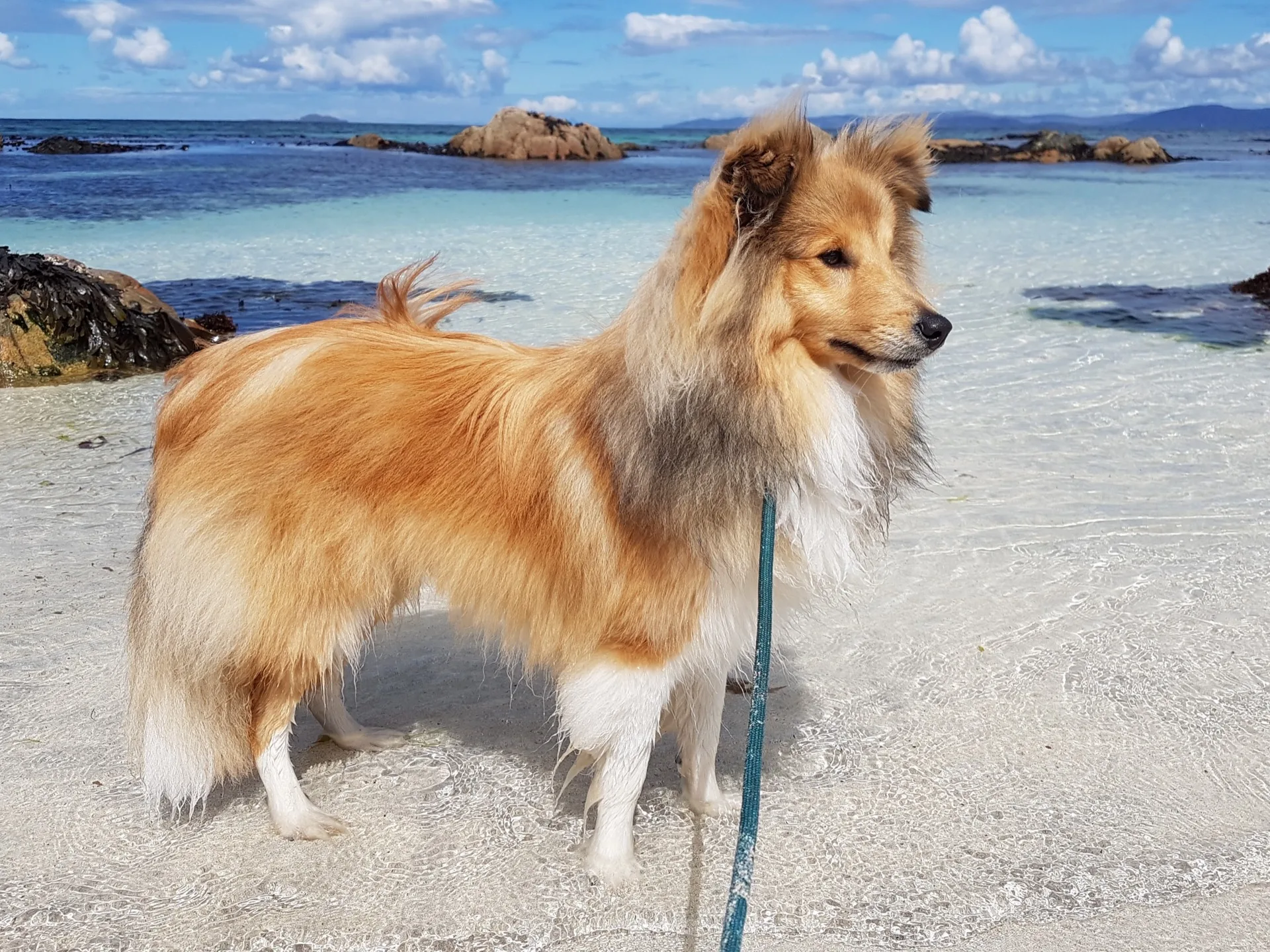 Shetland Sheepdog