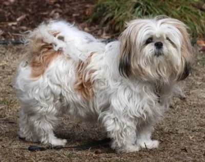 Shih Tzu