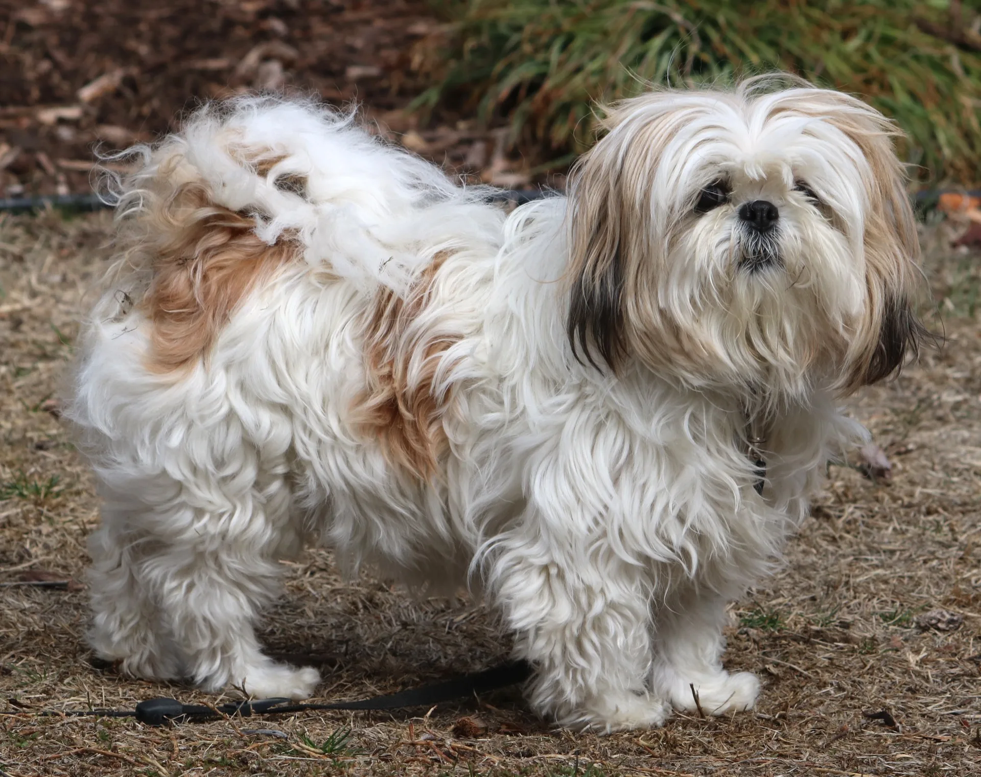Shih Tzu