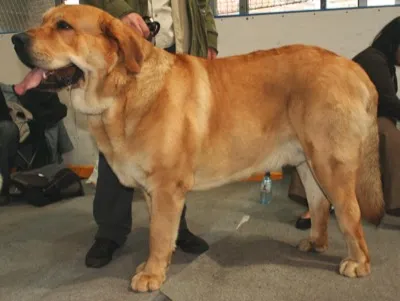 Spanischer Mastiff