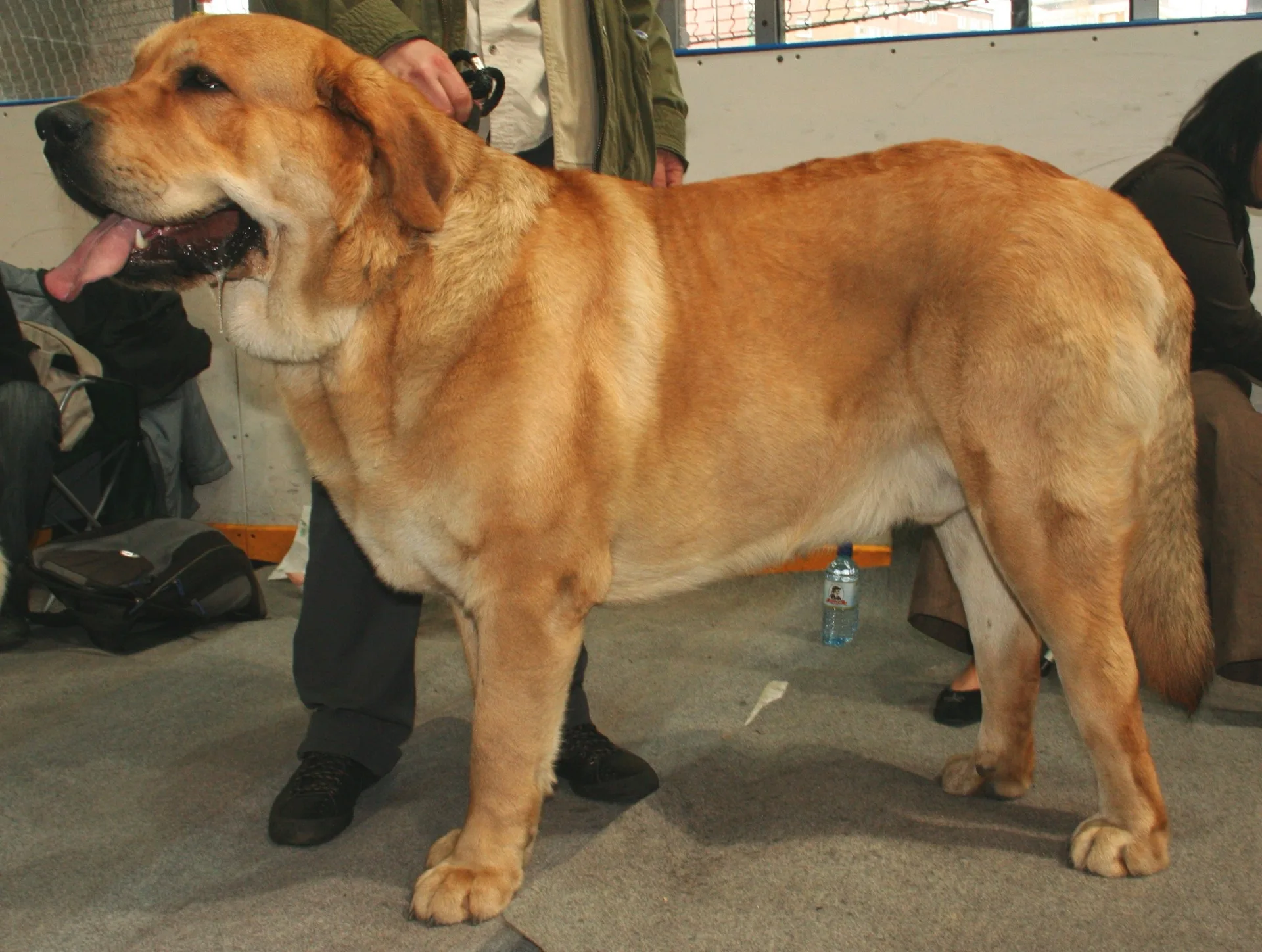 Spanischer Mastiff