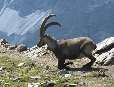 Steinbock
