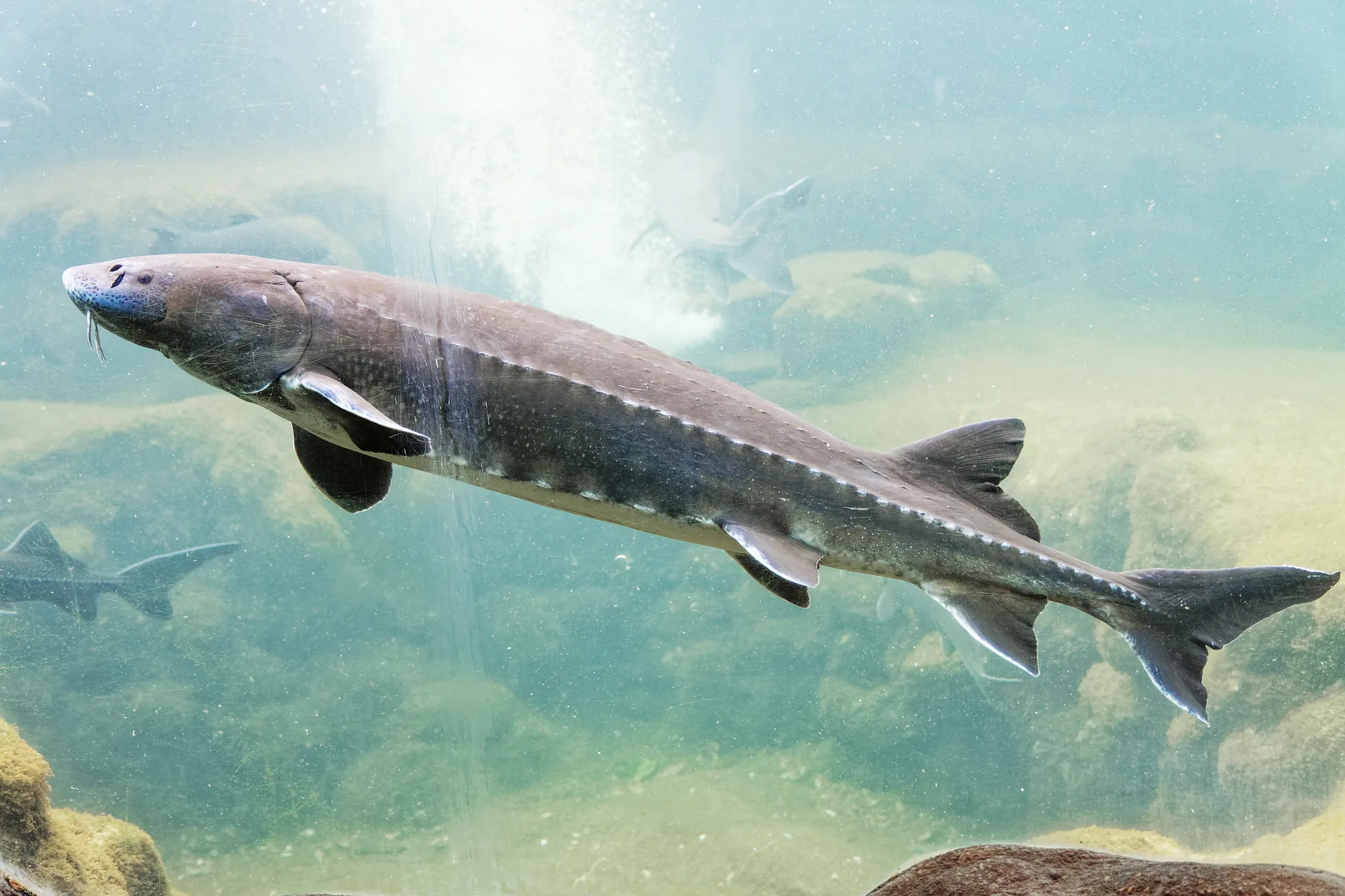 Weißer Stör mit Barteln, Knochenschilden und asymmetrischer Schwanzflosse schwimmt über steinigem Grund in einem Aquarienbecken